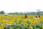 Du khách tham quan, chụp ảnh trên cánh đồng hoa hướng dương nở rộ. (Ảnh: Lê Phước Ngọc/TTXVN)