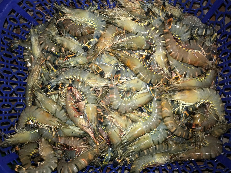 Mỗi kg tôm bơm hóa chất sẽ nặng hơn khoảng 200-300g so với ban đầu. (Ảnh: Đức Duy/Vietnam+)