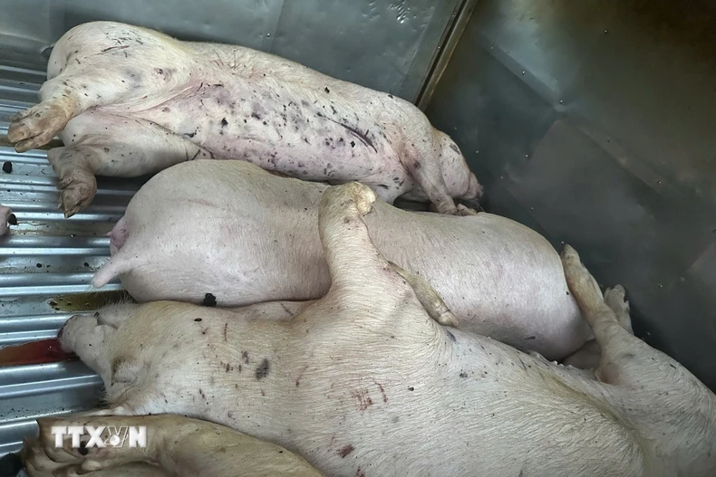 (Ảnh minh họa: TTXVN phát)