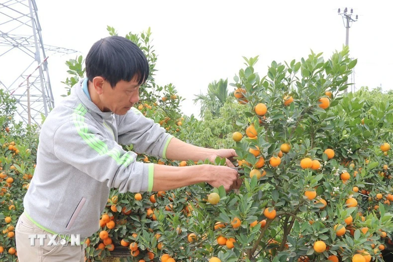 Gia đình anh Nguyễn Văn Quý, thôn Lại Xá 2, xã Thanh Hà, năm nay có khoảng 400 cây quất bán Tết. Đến ngày 9/2, hơn 60% sản lượng đã được tiêu thụ. (Ảnh: Mạnh Minh/TTXVN)