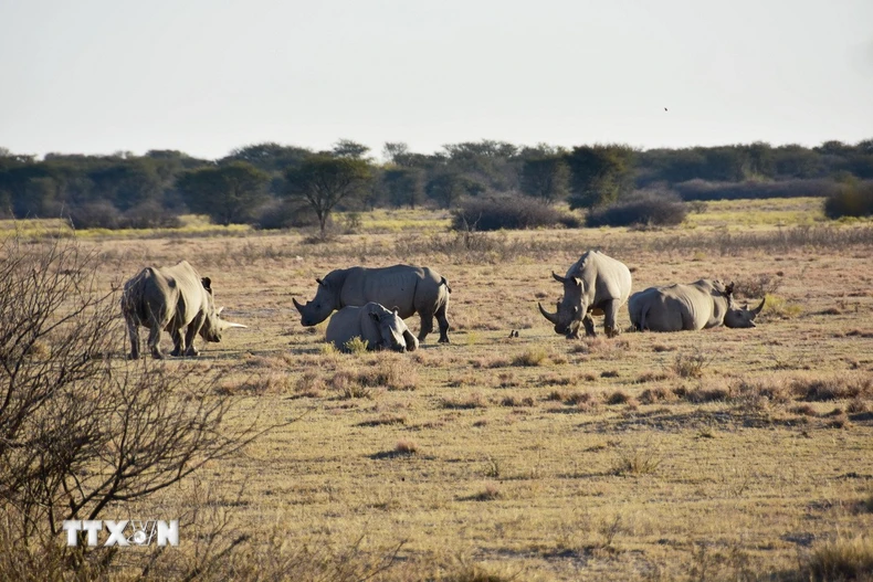 Tê giác trắng tại khu bảo tồn tê giác Khama ở Serowe, Botswana. (Ảnh: THX/TTXVN)