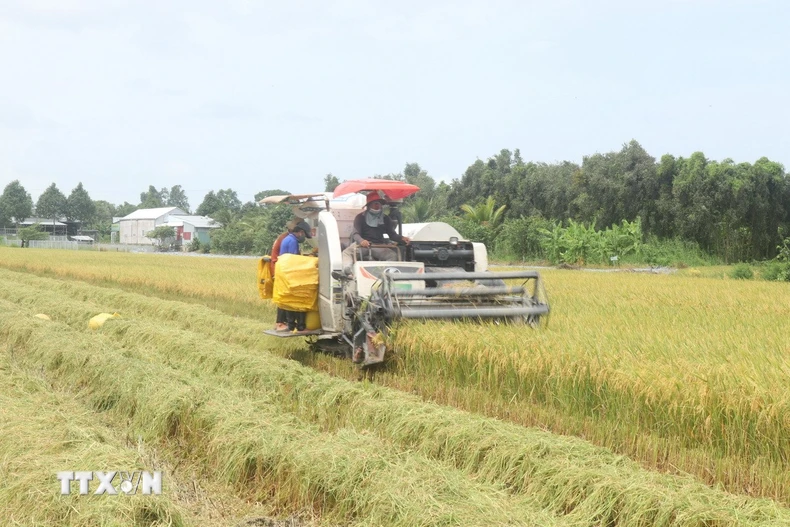 Do thời tiết mưa nhiều nên giá dịch vụ cắt lúa ở những thửa ruộng bị ngã đổ tăng thêm, khoảng 270.000 đồng/công, ảnh hưởng đến thu nhập của người trồng lúa. (Ảnh: Thu Hiền/TTXVN)