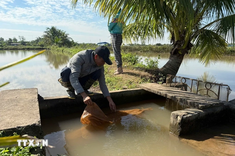 Người dân đang kéo lưới để thu hoạch rươi ở xã Vĩnh Thuận, thành phố Hải Phòng. (Ảnh Tiến Vĩnh/TTXVN)
