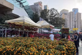 Quất vàng được người dân Hong Kong đặc biệt yêu thích để trang trí nhà vào dịp Tết. (Ảnh: Mạc Luyện/Hong Kong)