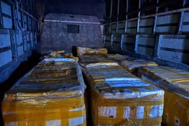 Số cá tầm không rõ nguồn gốc bị thu giữ trên địa bàn thị trấn Măng Đen, huyện Kon Plông (Kon Tum). (Nguồn: TTXVN)