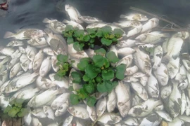 Hình ảnh cá chết la liệt trên suối Cổ Đam chảy qua địa phận các phường Ba Đình, Lam Sơn (thị xã Bỉm Sơn) ngày 24/2. (Nguồn: Báo Thanh Hóa)