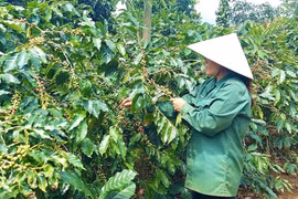 Người dân xã Hướng Phùng (huyện Hướng Hóa, Quảng Trị) thu hoạch càphê Arabica. (Ảnh: Nguyên Linh/TTXVN) 