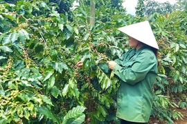 Người dân xã Hướng Phùng (huyện Hướng Hóa, Quảng Trị) thu hoạch càphê Arabica. (Ảnh: Nguyên Linh/TTXVN) 