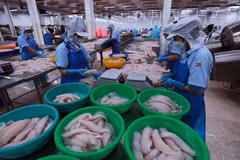 Chế biến thủy sản xuất khẩu. (Ảnh: Đức Duy/Vietnam+)