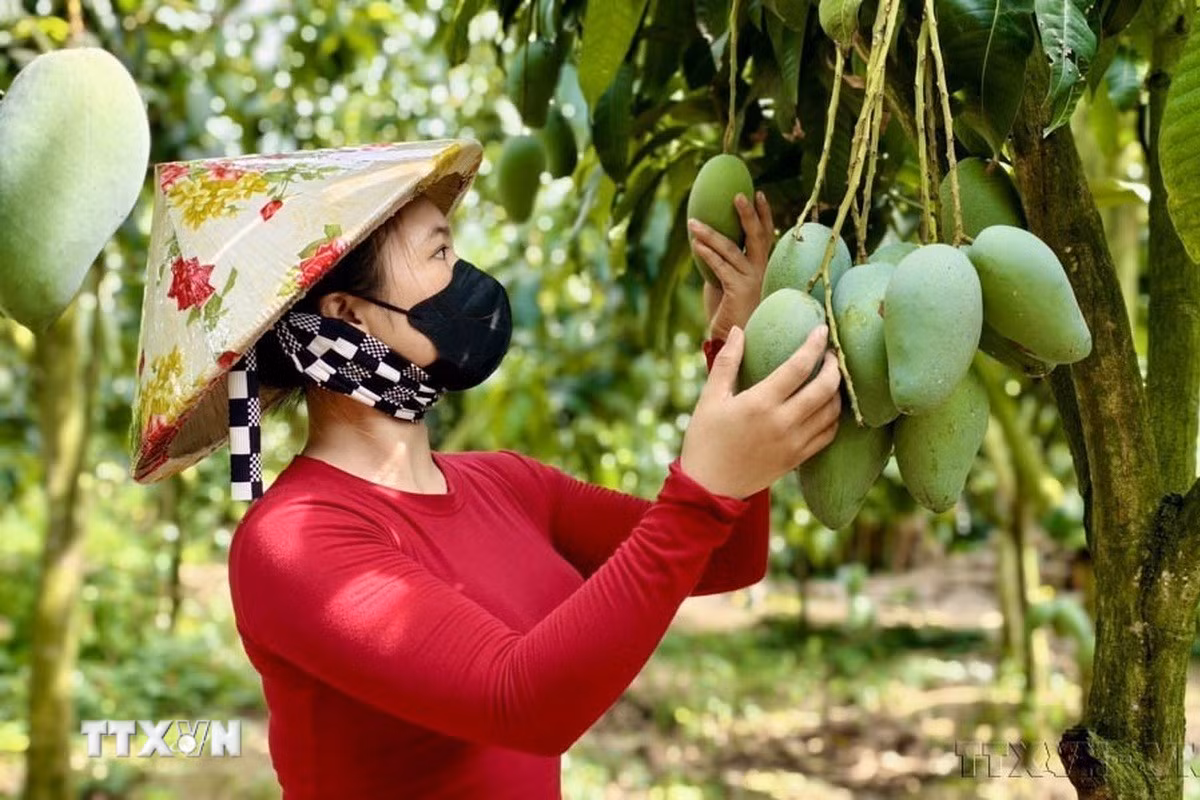 ttxvn-vn-new-zealand2.jpg