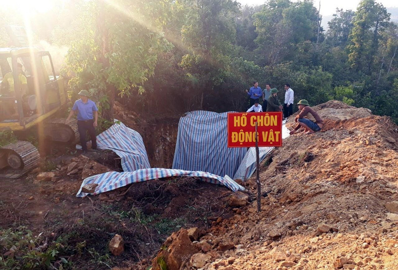 Tổ chức tiêu hủy lợn bị dịch bệnh ở Sơn La. (Nguồn: TTXVN)