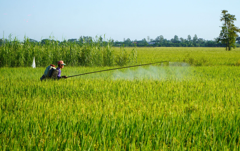 Nông dân Đồng Tháp chăm sóc lúa. (Ảnh: Nhựt An/TTXVN)