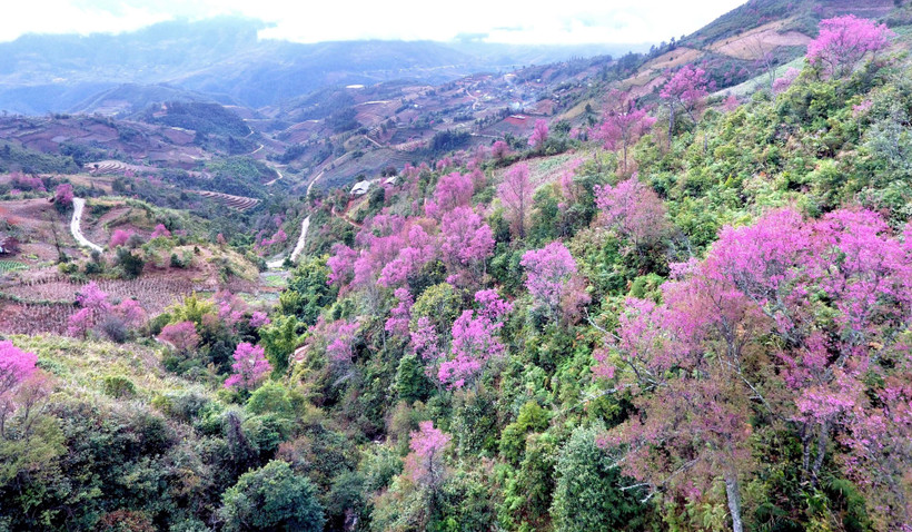 Hoa Tớ Dày là thứ "đặc sản" riêng của núi rừng Tây Bắc và Mù Cang Chải thu hút du khách và làm say đắm lòng người mỗi dịp Tết đến, Xuân về. (Ảnh: Tuấn Anh/TTXVN)