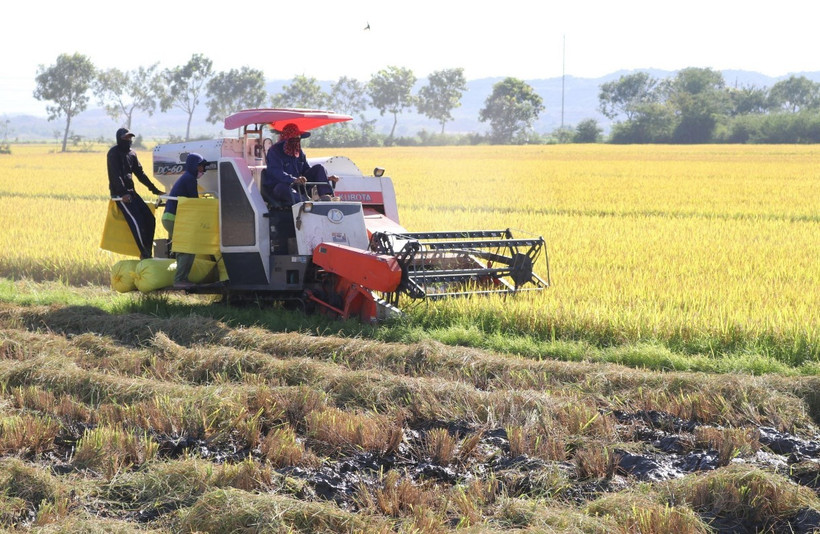 Sản xuất nông nghiệp đang được hưởng lợi khi giá nông sản xuất khẩu ổn định ở mức cao, trong khi giá đạm ure tiếp tục xu hướng giảm. (Ảnh: TTXVN phát)