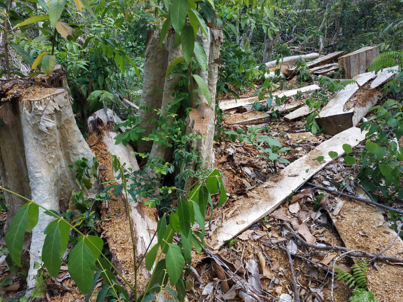 Hiện trường vụ phá rừng tại khu vực giáp ranh với lô 1, khoảnh 1, tiểu khu 617 của Khu bảo tồn thiên nhiên Ea Sô. (Ảnh: Tuấn Anh/TTXVN)