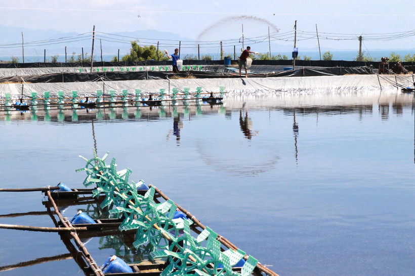 Sử dụng các sản phẩm vi sinh, chế phẩm sinh học trong nuôi tôm giúp tôm tăng trưởng, đạt năng suất cao trong vụ nuôi. (Ảnh: Nguyễn Thành/TTXVN)