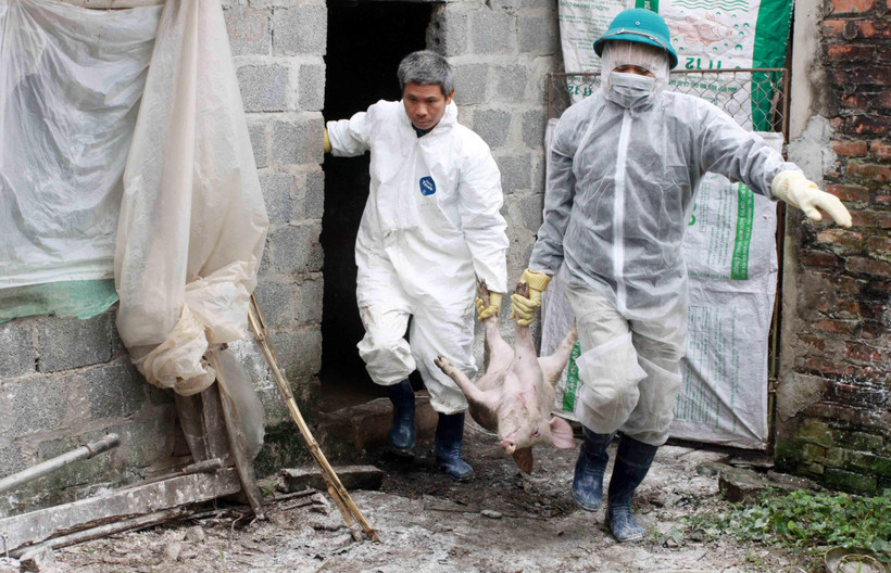 Lợn ốm ở Thái Bình được đem tiêu hủy ngày 27/2/2019. (Ảnh: Thế Duyệt/TTXVN)