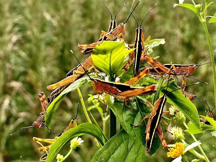 Mật độ châu chấu tại xã Minh Khai, huyện Thạch An (Cao Bằng) có nơi lên tới 2000-3000 con/m2. (Ảnh: TTXVN phát)