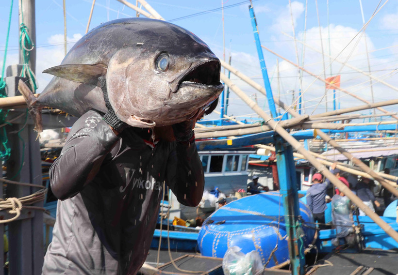 Ngư dân thành phố Tuy Hòa đưa cá ngừ từ tàu câu lên cảng cá Đông Tác, phường Phú Đông để bán cho thương lái. (Ảnh: Phạm Cường/TTXVN)