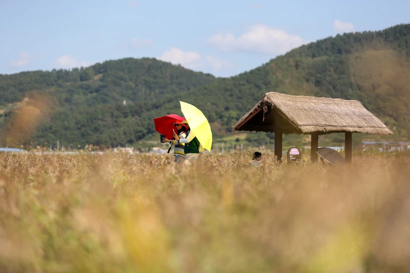 Du khách tham quan Vịnh Suncheon (Hàn Quốc), tháng 10/2023. (Ảnh: THX/TTXVN)