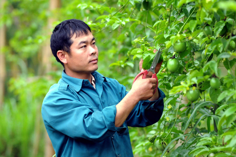 Anh Lò Văn Chơ, Trưởng bản Cả Vai, xã Mường É, huyện Thuận Châu, tỉnh Sơn La. (Ảnh: Quang Quyết/TTXVN)