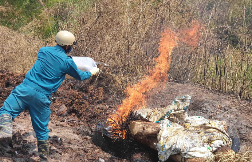 Lực lượng chức năng tiêu hủy xác lợn chết bằng phương pháp đốt tại chỗ để tránh lây lan mầm bệnh. (Ảnh: Nguyễn Dũng/TTXVN)