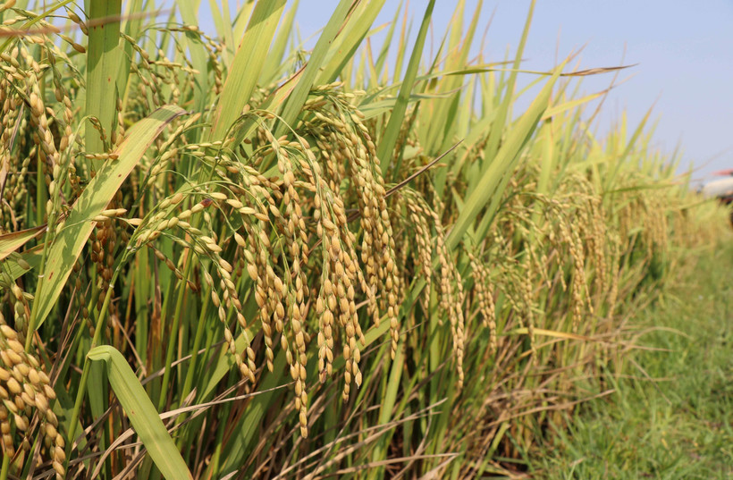 Ảnh minh họa. (Nguồn: TTXVN)