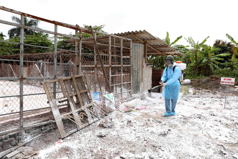 Nhân viên thú y phun thuốc tiêu độc, khử trùng theo quy đinh tại khu vực. (Ảnh: Vũ Sinh/TTXVN)