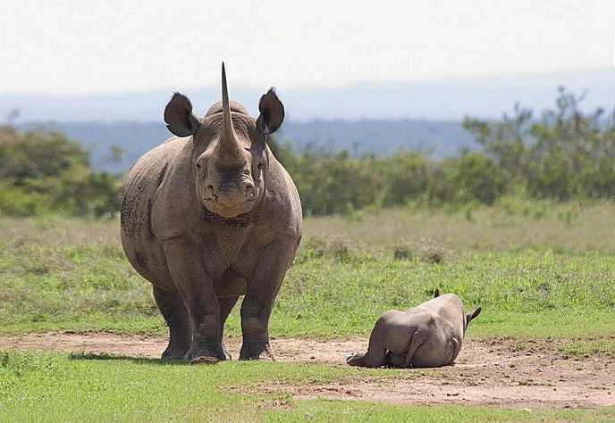 Ảnh minh họa. (Nguồn: Save the Rhino International)