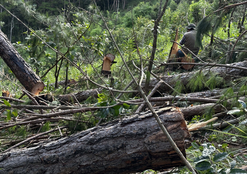 Ảnh minh họa. (Ảnh: Nguyễn Dũng/TTXVN)