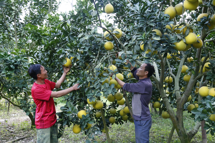 Anh Đăng (phải) trồng hơn 500 gốc bưởi cho thu nhập ổn định. (Ảnh: Nam Sương/TTXVN)