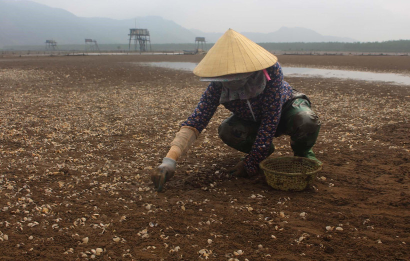 Ngao chết được thu gom để tránh ô nhiễm môi trường và dịch bệnh. (Ảnh: Duy Hưng/TTXVN)