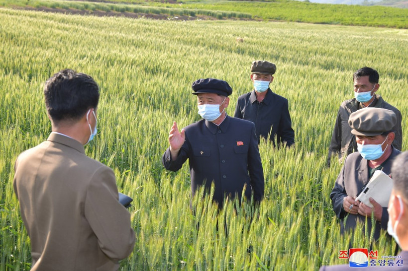 Thủ tướng Triều Tiên Kim Tok-hun (giữa) thăm một nông trại ở Anak, tỉnh Nam Hwanghae hồi tháng Năm năm ngoái. (Ảnh: Yonhap/TTXVN)