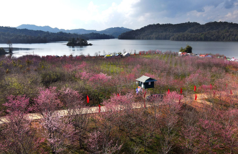 Hoa Anh Đào khoe sắc bên Hồ Pá Khoang trong Lễ hội Hoa Anh Đào-Điện Biên Phủ tháng Một vừa qua. (Ảnh: Trung Kiên/TTXVN)