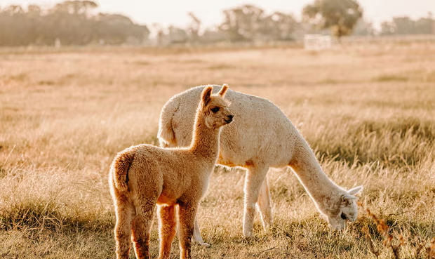Lạc đà Alpaca. (Nguồn: The Guardian)