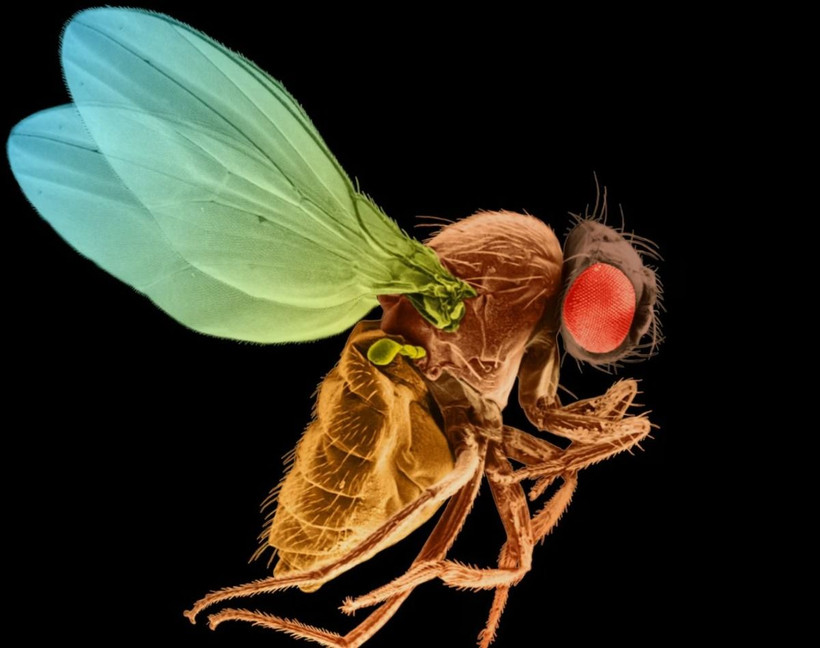 Vào tháng 10, một nghiên cứu đã lập bản đồ toàn diện về não của ruồi giấm. Đây là một trong nhiều khám phá khoa học lớn trong năm 2024. (Nguồn: National Geographic)