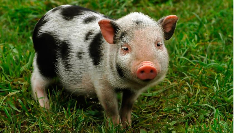 (Nguồn: phz8.petinsurance.com)