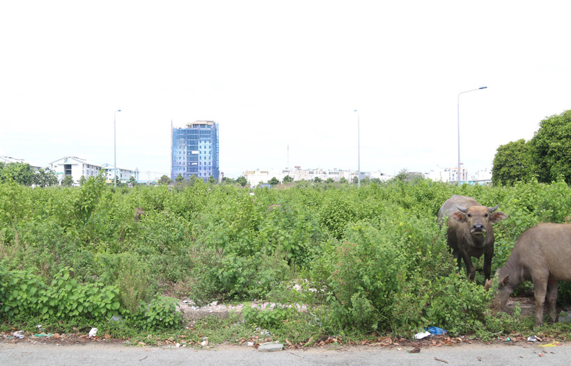 (Ảnh: Trần Xuân Tình/TTXVN)