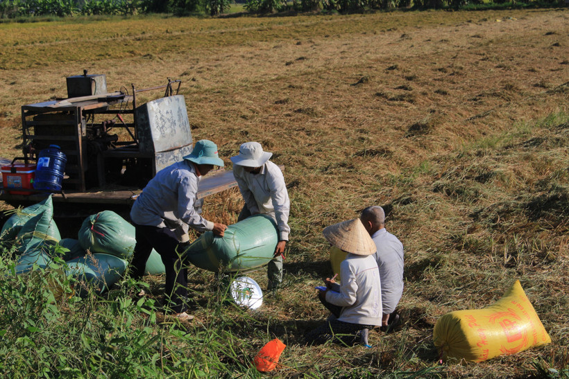 Lúa vụ Đông Xuân 2018-2019 tại An Giang tăng 8.000 tấn so với cùng kỳ với sản lượng cả vụ ước đạt 1,735 triệu tấn lúa. (Ảnh: Thanh Sang/TTXVN)