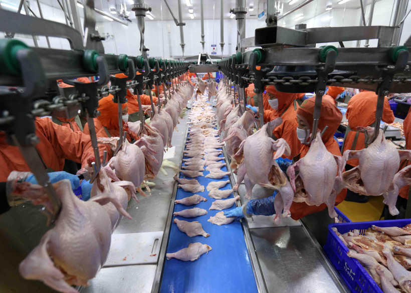 Dây chuyền chế biến thịt gà của nhà máy Công ty cổ phần Chăn nuôi C.P. Việt Nam. (Ảnh: Vũ Sinh/TTXVN)