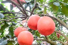 Bưởi đỏ Luận Văn chín đỏ. (Ảnh: Hoa Mai/TTXVN)