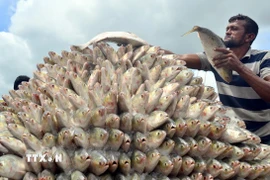  (Tư liệu) Người dân bày bán cá hilsa tại Chattogram, Bangladesh, ngày 25/7/2022. (Ảnh: THX/TTXVN)