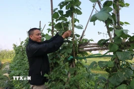 Người dân xã Tam Giang, tỉnh Bắc Ninh tích cực trồng cây vụ Đông với mong muốn mở rộng trồng cây vụ Đông bù đắp vụ mùa ngập lụt. (Ảnh: Thái Hùng/TTXVN)