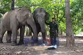 “Chăn voi” giữa rừng già Tây Nguyên