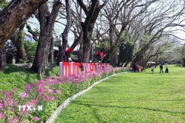 Du khách lưu giữ những hình ảnh đẹp ngày đầu xuân bên hàng cây sưa được công nhận là cây di sản Việt Nam ở làng sinh thái Hương Trà. (Ảnh: Đỗ Trưởng/TTXVN)