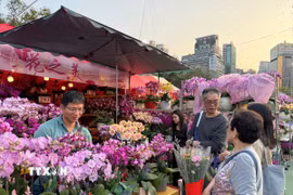 Người dân hào hứng đi chợ hoa Xuân sắm những cây hoa để mang lại may mắn cho cả năm. (Ảnh: Mạc Luyện/TTXVN)