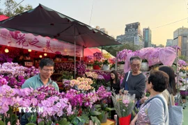 Người dân hào hứng đi chợ hoa Xuân sắm những cây hoa để mang lại may mắn cho cả năm. (Ảnh: Mạc Luyện/TTXVN)