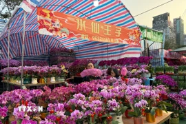 Người dân Hong Kong quan niệm mua hoa Tết là một phần không thể thiếu để mang lại may mắn cho cả năm. (Ảnh: Mạc Luyện/TTXVN)
