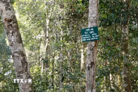 Rừng phòng hộ Nam Cát Tiên có vai trò quan trọng trong gìn giữ, bảo vệ nguồn nước, hạn chế thiên tai, sạt lở đất. (Ảnh tư liệu: Hưng Thịnh/TTXVN)