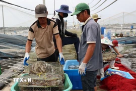Với 34 tấn/lứa, trước đây hợp tác xã Chợ Bến chỉ cần 1 tuần là tiêu thụ hết, đến nay đã hơn 1 tháng vẫn chưa bán hết tôm nuôi trong các ao. (Ảnh: Hoàng Nhị/TTXVN)
